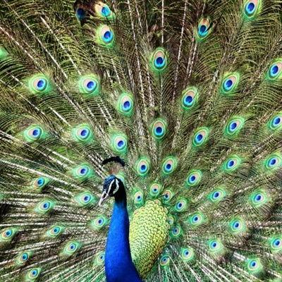 孔雀头图片,华丽绽放的东方艺术之美