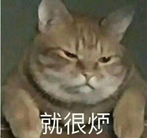 苗条身材表情包,轻松传递健康与活力的时尚态度