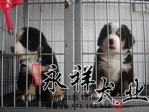 山狗图片,探寻神秘山狗的生态足迹